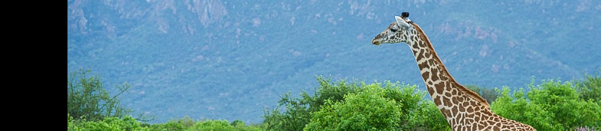 3-Day Trip to Tsavo East